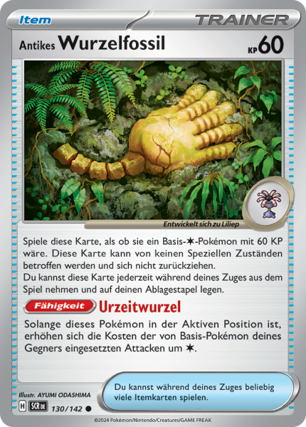 Stellarkrone - 130/142 - Antikes Wurzelfossil - Common